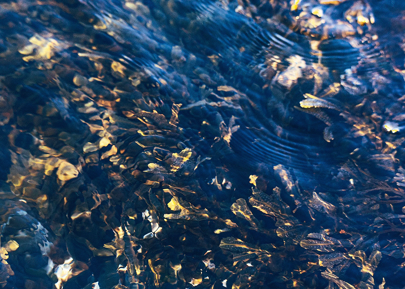 Paradoks wody Paradoks wody